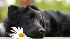 Cât durează câinii la câini: sfaturi utile de îngrijire a animalelor